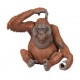 ORANG-OUTAN