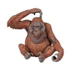 Orangutan