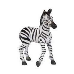 ZEBRA FOAL