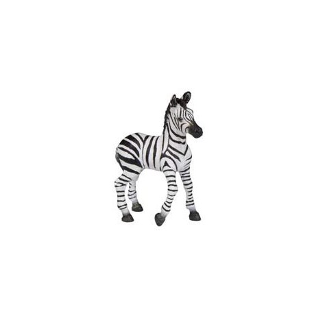 Zebra foal