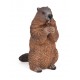 MARMOTTE
