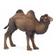 BACTRIAN CAMEL