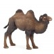 Bactrian camel