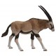Antilope Oryx