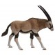 Oryx antelope