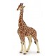 Girafe mâle