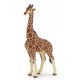 Giraffe male