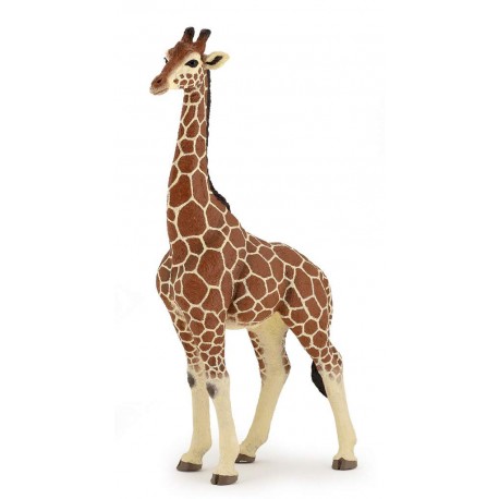 Girafe mâle