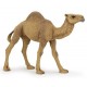 DROMEDARY