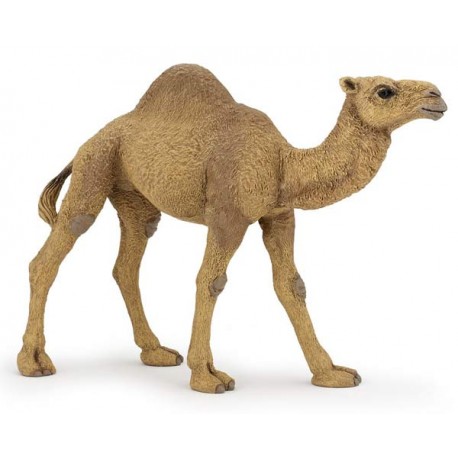 DROMEDARY