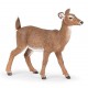 BICHE DE VIRGINIE