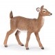 White-tailed doe