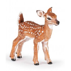 White-tailed fawn