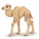 Camel calf