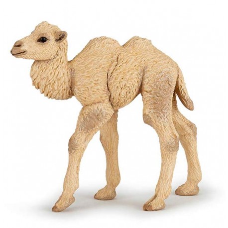 Camel calf