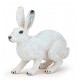 ARCTIC HARE