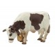 Vache brune - blanche broutant avec cloche***