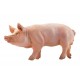 BOAR