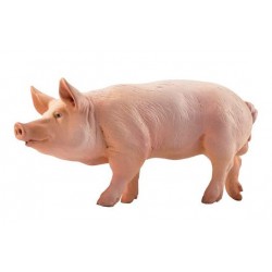 BOAR