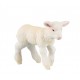 MERINOS LAMB