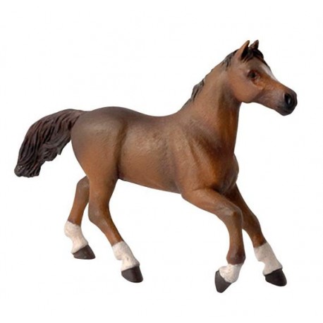 CHEVAL ANGLO ARABE