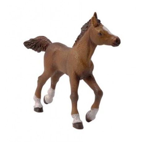 ANGLO-ARAB FOAL