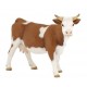 Vache Simmental