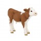 Simmental Calf