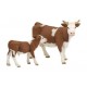 Simmental Calf