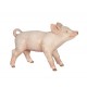 COCHONNET FEMELLE
