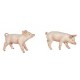 COCHONNET FEMELLE
