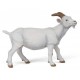 WHITE NANNY GOAT