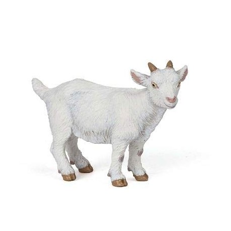 White kid goat