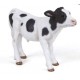 BLACK AND WHITE CALF