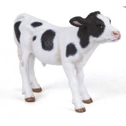 Black and white calf