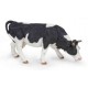 Black and white grazing cow