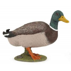 Canard colvert