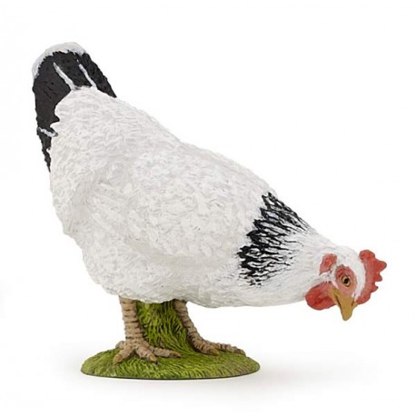 Pecking white hen