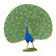 PEAFOWL