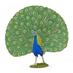 Peafowl