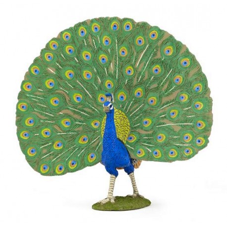 Peafowl