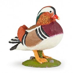 Mandarin duck