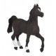 ARAB HORSE