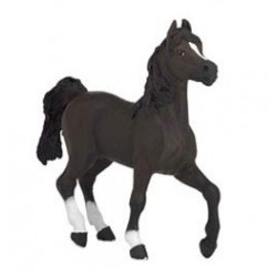 CHEVAL ARABE