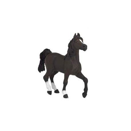 CHEVAL ARABE