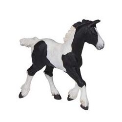 BLACK PIEBALD COB FOAL
