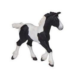 Black piebald cob foal