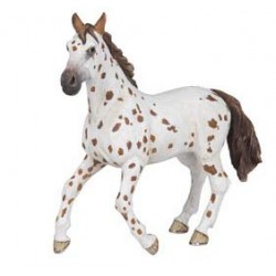 Brown appaloosa mare