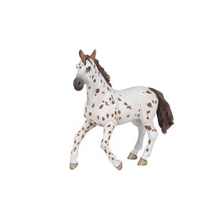 Brown appaloosa mare