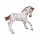 Brown appaloosa foal